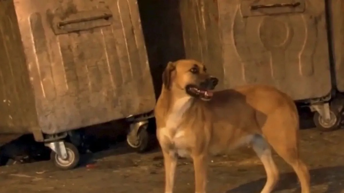 Başıboş köpekler sokakta yürüyen çocuğun bacağını ısırdı