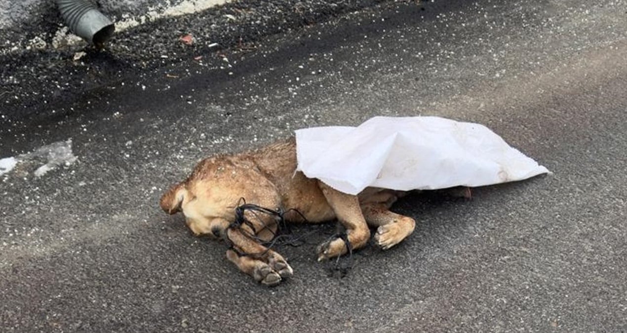 Kayseri’de vahşet: Ayakları bağlanan köpek öldürülüp çuvalla sokağa atıldı