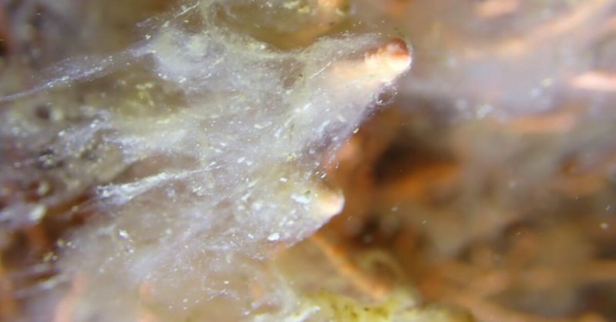 Marmara Denizi dibindeki yoğun müsilaj için “yüzeye yaklaşıyor” uyarısı